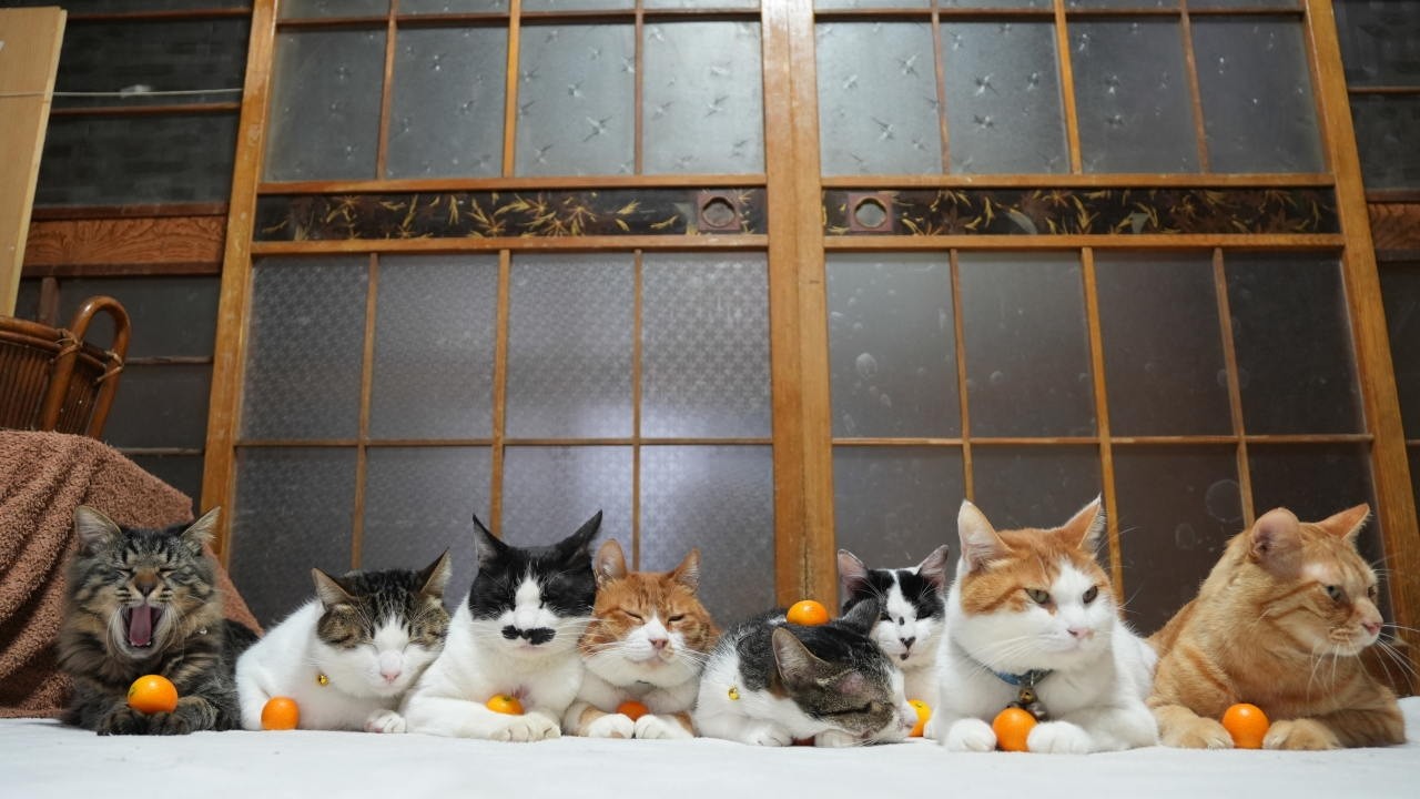 金柑 のせ猫 260305 - YouTube