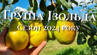 картинка: Груша Ізольда