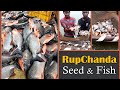 Rupchanda fish seed and farming   roopchand catching   fish processing aqua factory