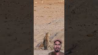 #LeopardVsLion #shorts #Wildlife #Nature #AnimalFight #WildAnimals