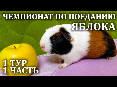 Морские свинки едят яблоко на время. Яблоко морской свинке. Чемпионат по поеданию яблока на время.