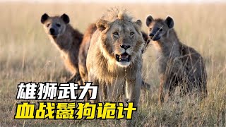 鬣狗對獅子又偷又搶，雄獅直搗鬣狗老巢「獅子大戰鬣狗紀錄片」