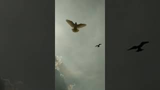 merpati free fly