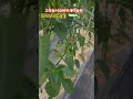#고추농사#바우새미농원#시골집#장덕리#텃밭농사#영농일지#70대유튜버#심문보