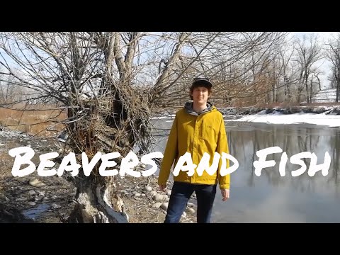 Video: Eten bevers vis?