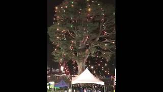 2019 Holiday Tree Lighting Countdown at McLaren Lodge