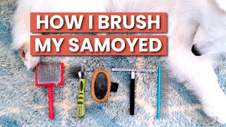 How To Brush a Samoyed | Dog Grooming