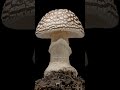 Amanita Pantherina Panthercap Mushroom Growing And Dying Time Lapse Shorts Amanita Pantherina Panthercap Mushroom Growing And Dying Time Lapse Shorts