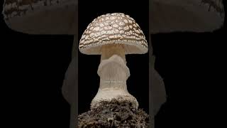 Amanita pantherina, Panthercap mushroom growing and dying Time Lapse #shorts