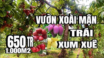 vườn mận xoài, trái xum xuê, tại cẩm mỹ đồng Nai