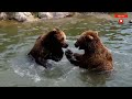 El oso pardo | Visita al zoológico de Chapultepec