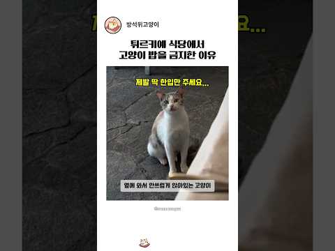 튀르키예 식당에서 고양이 밥을 주면 안 되는 이유 thumbnail