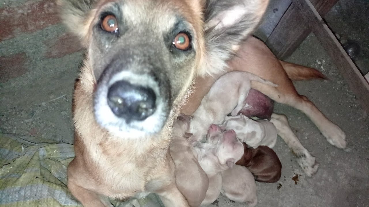 Dog carries puppy in her mouth and nursing them newborn baby puppies