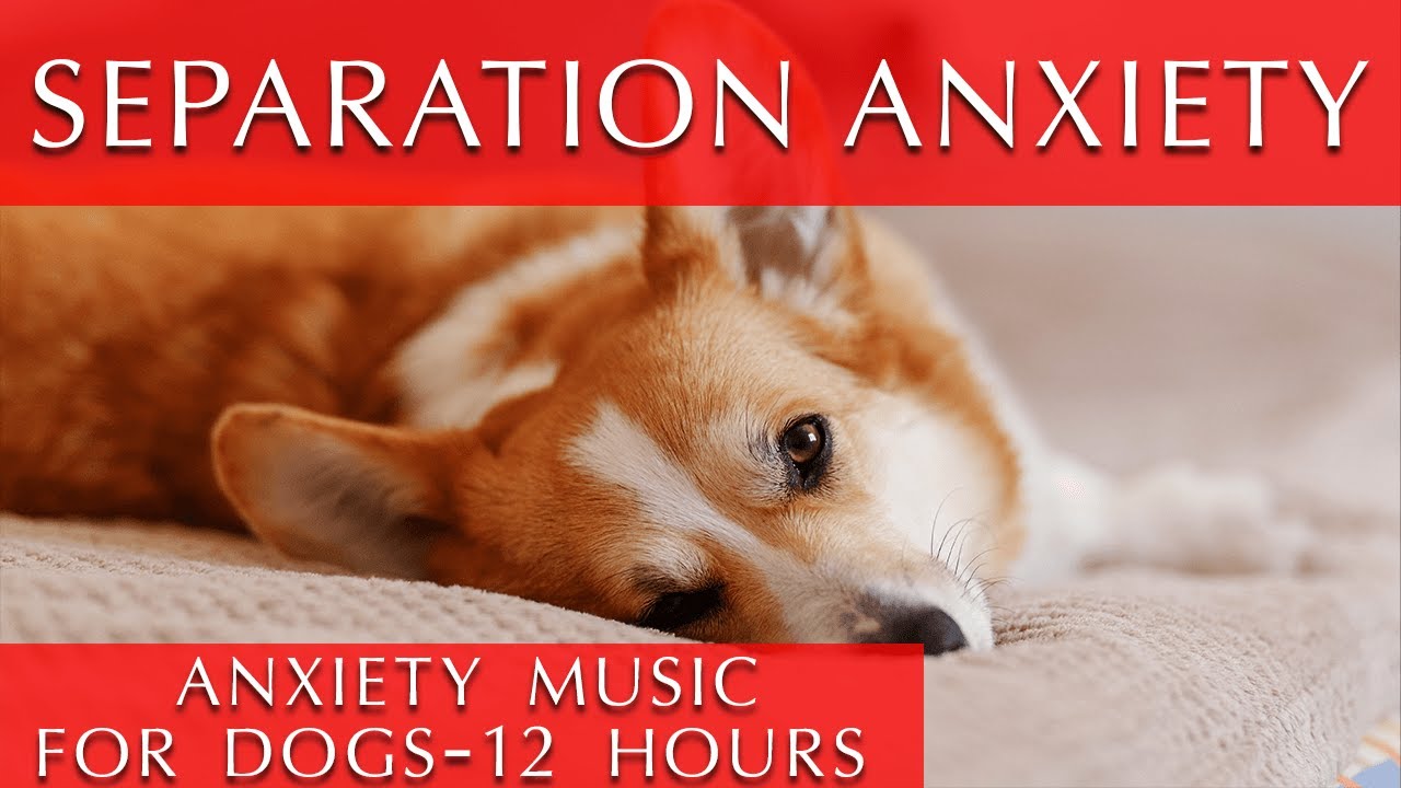 12 Hours of Deep Separation Anxiety Music for Dogs They will thank you