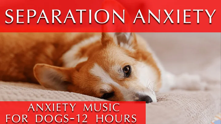 12 Hours of Deep Separation Anxiety Music for Dogs [They will thank you!]