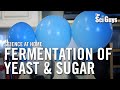 Fermentation with Yeast and Sugar Quiz
