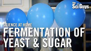 Fermentation of Yeast &amp; Sugar - The Sci Guys: Science at Home