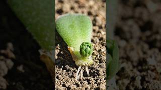 Showing the process of a succulent leaf growing into a new plant #gardening#succulents #ai #trending