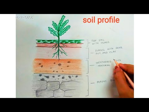 Schematic drawing of the soil profile  Download Scientific Diagram