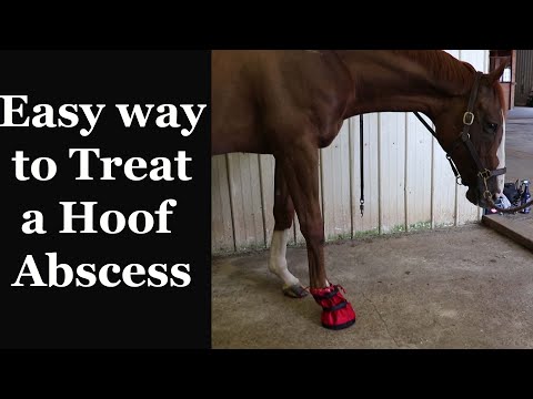 How to: SOAK and WRAP your Horse&rsquo;s Hoof Abscess