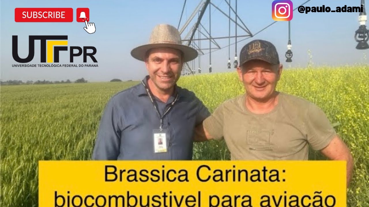 Brassica carinata