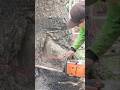 Woodworking project how to cut down a big tree #shortvideo #treecutting #chainsaw