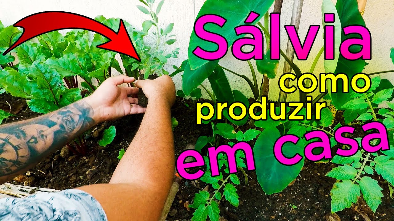 Como Plantar Sálvia em Vaso e Horta