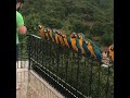 Feeding a Line of Parrots