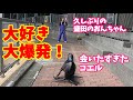 12日ぶりに盛田のおんちゃんに会ったコエル【カリフォルニアアシカ】
