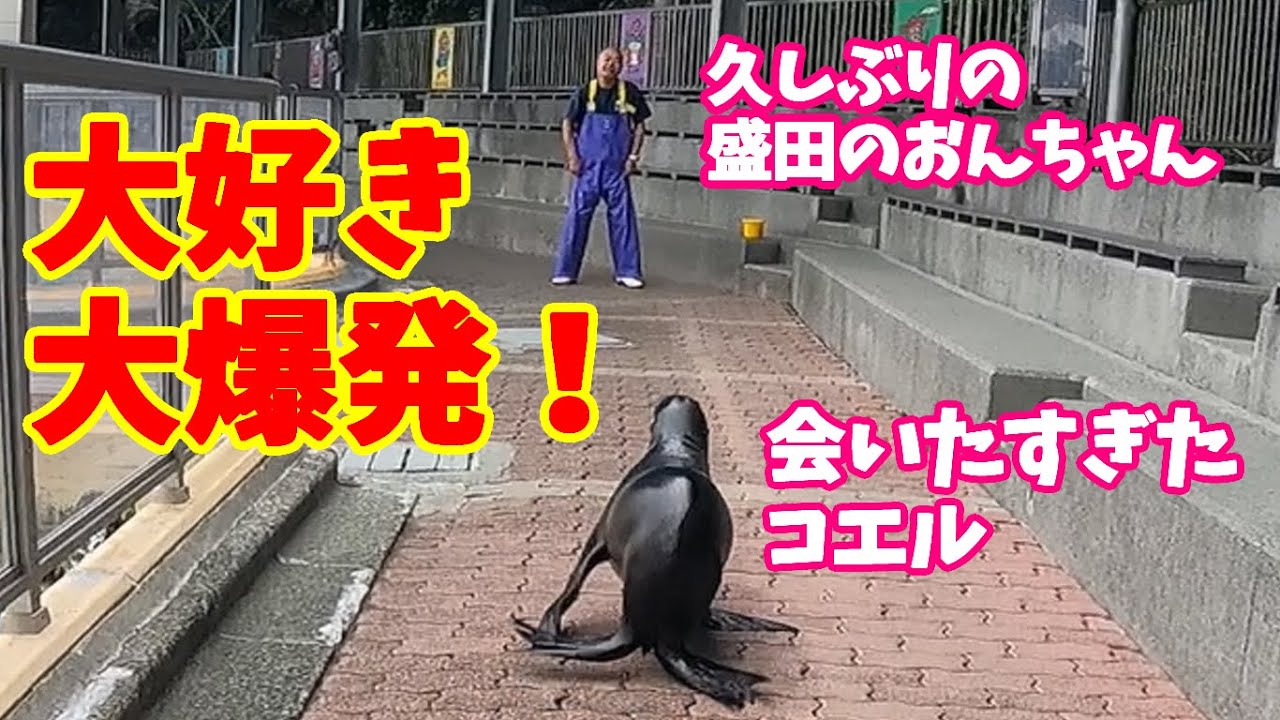12日ぶりに盛田のおんちゃんに会ったコエル【カリフォルニアアシカ】