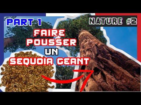 Vídeo: Com és un arbre sequoia?