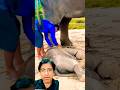 #shorts #animals #greenscreen