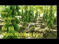 Tưới Nước Cho Cây Đu Đủ Như Thế Nào Mới Đúng ?