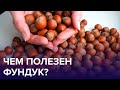«Да орешки все грызет» - вся правда о ФУНДУКЕ! | Доктор 24