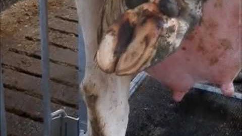 project informatica  klauwkappen