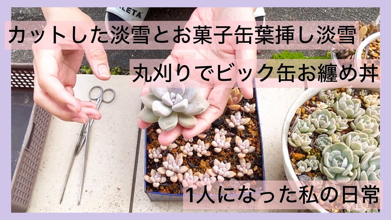 多肉植物]カットした淡雪とお菓子缶葉挿し淡雪〜お纏めビック缶丼 