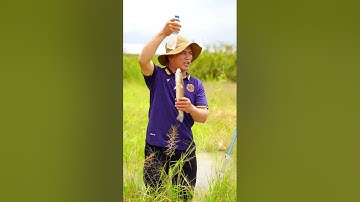 (Phần 1) Cắm câu cá lóc chỉ bằng "Giun Đất" - Fishing for snakehead fish using only "Earthworms"