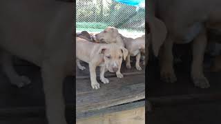 The Real American Pitbull Terrier &Tb Cross