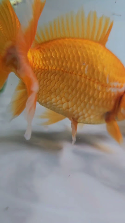 Jikin Goldfish!🧡 Look at those tails🐟✨️ #fancygoldfish #goldfish #fish #pets #fancygoldfishkeeper