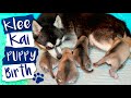 Alaskan Klee Kai Dog Giving Birth To Puppies!