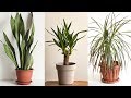 Plantas para decorar un hall sin luz natural - Decogarden - Jardinatis