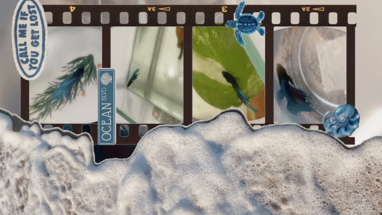 Adiós óscar reyes maracuyá 🐟25.02.2026