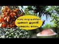 കവുങ്ങു (അടയ്ക്ക) കൃഷിയിലൂടെ നിങ്ങൾക്കും വരുമാനം നേടാം  Areca nut farming in kerala