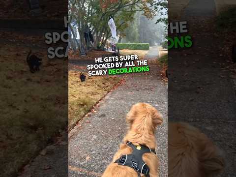 This dog is Terrified of Halloween 🎃