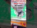 【クレゲ】クレゲで彼女に景品獲ってみた【れな#1】#クレーンゲーム #ちいかわ #攻略