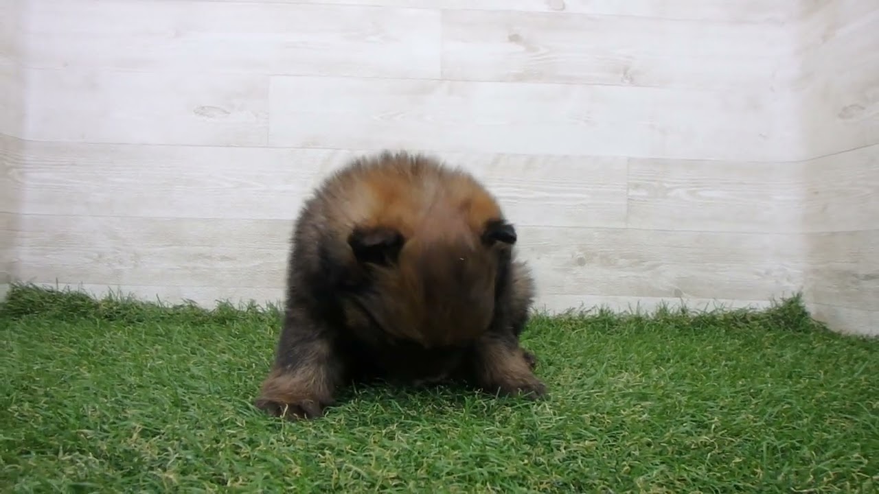 Coo&RIKU No.00743177 ポメラニアン- YouTube