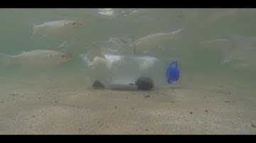 DIY MULLET/LIVE BAIT BOTTLE TRAP (cheap and easy way to get LIVE BAIT)