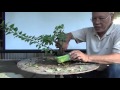 Bonsai Tutorials for Beginners: How to Restore an Overgrown Shohin Bougie