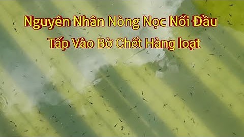 Nguyên Nhân Nòng Nọc Nổi Đầu, Tấp vào Bờ Chết Hàng Loạt