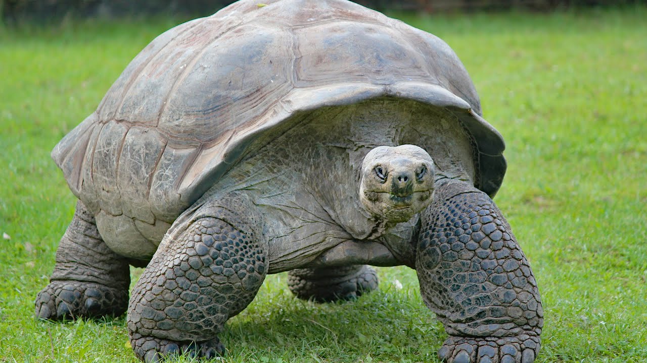 Amazing Turtles Collection Video #01|  Sea Turtle Swim -Turtle Shell - Neck   - Moan